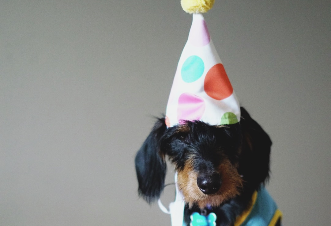 dog grooming open for 1 year