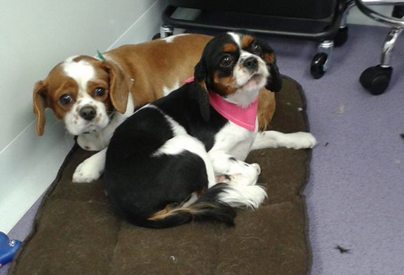 lulu and toby the dogs  relaxing