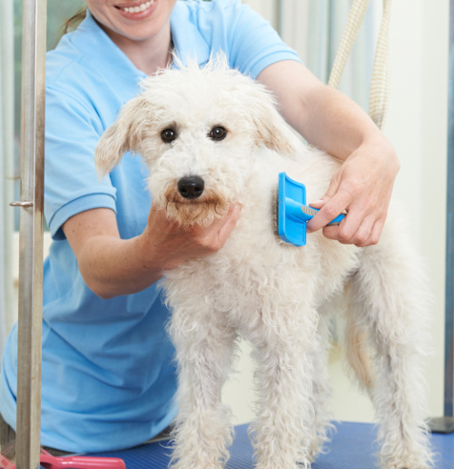 medium dog being groomed