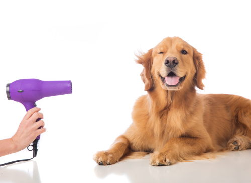 large dog being groomed